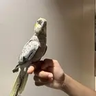 للبيع انثي كروان اليفه