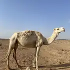 ناقة للبيع