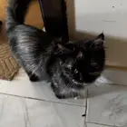 قطه