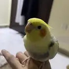 كروان صغير