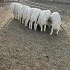 بهم تربيه