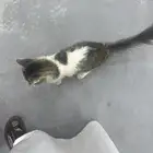 قطو للتبني تربية بيت