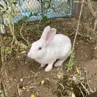 ارنب للبيع بارق مجارده