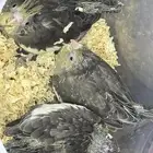 فروخ كروان