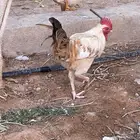ديك للبيع