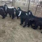جفرات للبيع