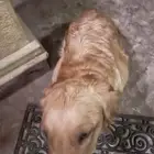 كلب قولدن ريتريفر dog golden retriever