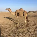 ناقه ساحليه