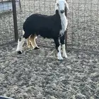 رخل نجدية ذبيحة