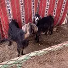 عنز