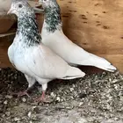 للبيع ذكرين قولدن مستوه توب .