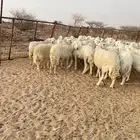 غنم مراح حرش