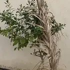 شتلات حمضيات للبيع