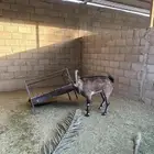 تيس هجين درجة اولى