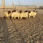 هرافي نعيم