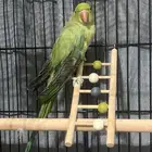 ببغاء الدره الهندي