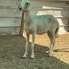 نعجه ثنيه دافع