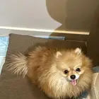 Male Pomeranian dog