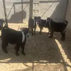 جفار مراح واحد
