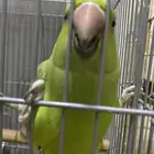 بغبغاء للبيع