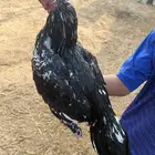 ديك سندي بيور