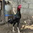 ديك باكستاني دم صافي
