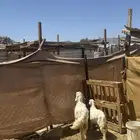 رخال كفو ومشروطه