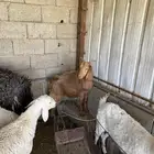 تيس ورخلين كفو الموقع بني كبير