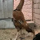 ديك سندي توب