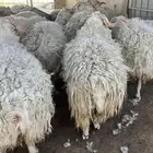 خرفان جورجي طيبة