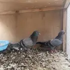 للبيع زوج حمام صنعاني