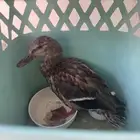 بطه بريه انثات ابو راس اخضر بيها ضربه براسها وسليمه تطير