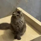 قطوه