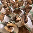 حطب مستورد شلايخ