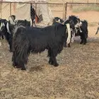 تيس عارضي شرط القريع
