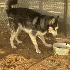 كلب هاسكي مطيع وطبعه زين ذكر الموقع المزاحميه