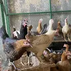 دجاج بلدي بياض