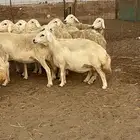 33 غنم حريات حرش جروم منوة القاني تبارك الله..