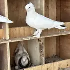 حمام صفاقي