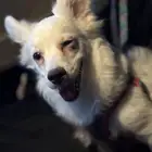 كلب مهجن مالتيز مع شيواوا للبيع