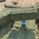 برسيم جندير أعلاف درجه اولى