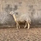 طلي حرش