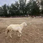 كبش للبيع