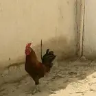 دجاج