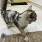 قطط للتبني