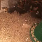 صوص دجاج فيومي وبلدي