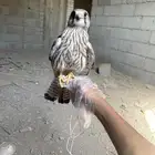 شيوط للبيع
