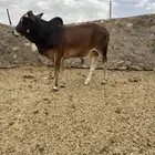حسيل جذع سمين للبيع