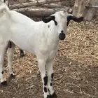 تيس لباني بيشي