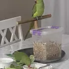 ببغاء الدرة